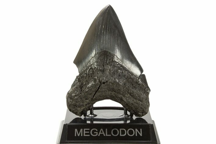 Fossil Megalodon Tooth - South Carolina #339289